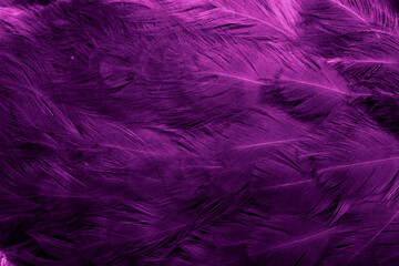 macro photo of purple hen feathers. background or textura