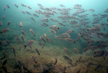Fototapeta na wymiar Costa Rica pacific sea life/underwater