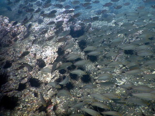 Costa Rica pacific sea life/underwater