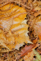 600-66 Sycamore Cypress