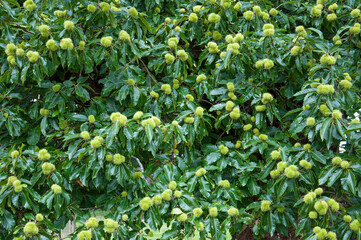 Sweet chestnut pods