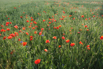 Fototapeta premium Red poppy flowers in the summer field. Beautiful red wildflowers.