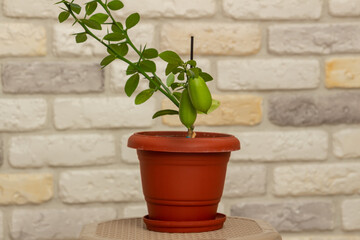 Unripe small fruits of a citrus plant Faustrimedin. Hybrid with light green leaves grown at home on a window sill. Close-up with sunflares. Selective focus and copy space. Indoor citrus tree growing