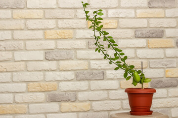 Small indoor citrus plant with ripening green finger-shaped fruit in orange pot against decorative brick wall background. Close-up. Home citrus tree growing. Decorative house herb