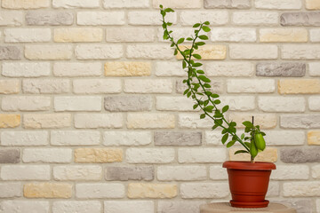 Small indoor citrus plant with ripening green finger-shaped fruit in orange pot against decorative brick wall background. Close-up. Home citrus tree growing. Decorative house herb