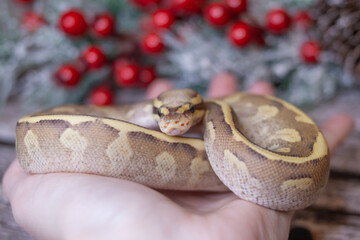 Fototapeta premium snake in the hands