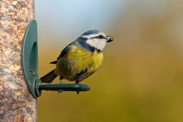 Obraz premium Blaumeise am Futterspender