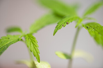 Marijuana plants in herb concept.