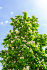 A blooming horse chestnut tree against a blue sky. May sunny day