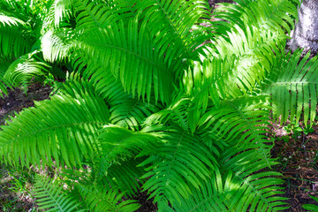 Fern leaves in the sunlight on a spring day.