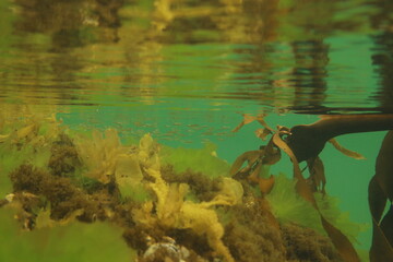 A school of baby fish 