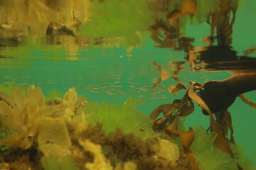 A school of baby fish 