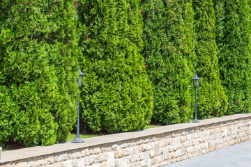 Thuja hedge in landscape design. Evergreen coniferous plant