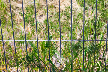 Green and dry grass through the metal fence.