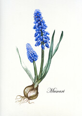 Muscari.Hand drawn watercolor botanical illustration