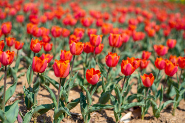 beautiful flowers in spring on the park