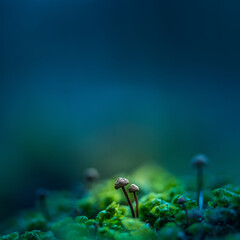 Beautiful, small mushrooms growing on the forest floor during spring. Woodland sceneru with shallow depth of field. Fungi in spring in Northern Europe.