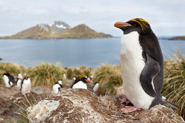 Macaroni penguin (Eudyptes chrysolophus) on the coast of South Georgia island © Ondrej
