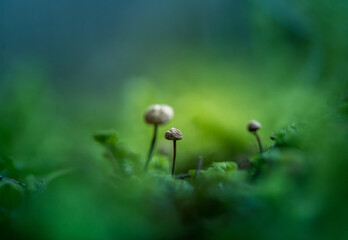 Beautiful, small mushrooms growing on the forest floor during spring. Woodland sceneru with shallow depth of field. Fungi in spring in Northern Europe.