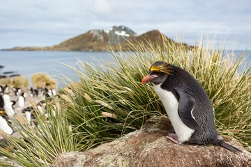 Gordijnen Macaroni penguin (Eudyptes chrysolophus) on the coast of South Georgia island © Ondrej