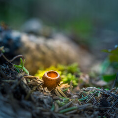 Beautiful, small mushrooms growing on the forest floor during spring. Woodland sceneru with shallow depth of field. Fungi in spring in Northern Europe.