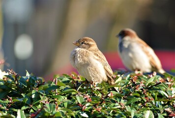 Cute little sparrow on the branch in nature