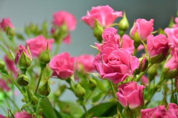 Pink roses. Beautiful fresh flowers. Small roses bouquet. Flowers background.