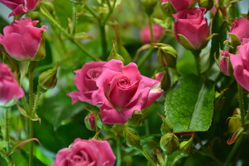 Pink roses. Beautiful fresh flowers. Small roses bouquet. Flowers background.