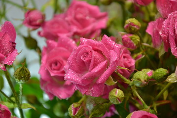 Pink roses. Beautiful fresh flowers with water drops. Small roses bouquet. Flowers background.