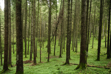 Obraz premium Bosco del Cansiglio in autunno