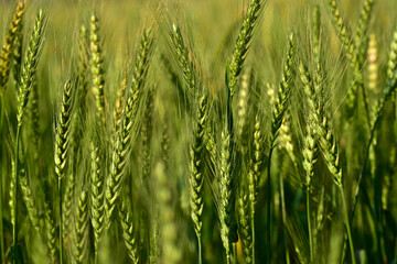 green wheat field