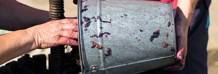 The winemaker pours raw materials into the press. Production of traditional Italian wines, crushing of grapes.