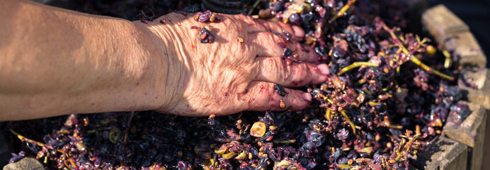 Winepress with red must and helical screw. Winemaker's hands close up.