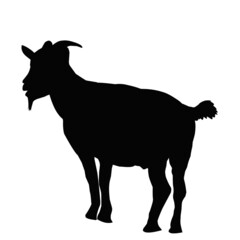 goat silhouette isolated on white