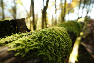 Muschio su staccionata