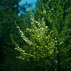 Fototapeta premium Beautiful pear flowers in the spring. Blossoming fruit tree with white flowers. Beautiful wild pear tree in the Northern Europe.