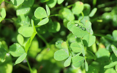 Selective focus, close-up dew drops on clover leaves on sunny day