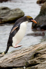 Fototapeta na wymiar Macaroni penguin (Eudyptes chrysolophus) on the coast of South Georgia island