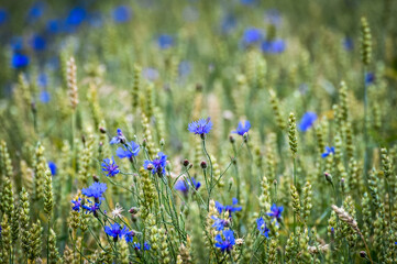 Close up of blue flowers in a not ripe wheat field in the setting sun