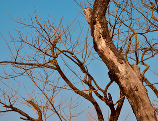 tree against sky