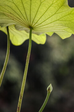 Small lotus bud nestled under the lotus leaf in the lotus garden
