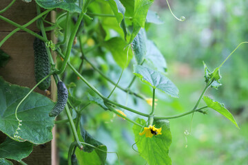 Green branches of cucumber plant with young vegetables and yellow flowers pollinated by bumblebee