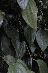Obraz na płótnie Canvas close up of leaves