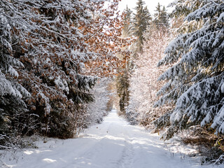 langer Weg im schneebedeckten Wald