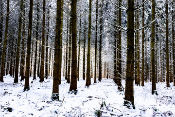 geordenete Baumstämme im schneebedeckten Wald