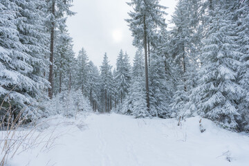 Winter im Thüringer Wald