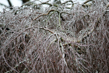 Snow and frost have enclosed the plants