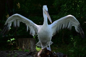 Ein Pelikan spreizt seine Flügel - A pelican spreads its wings
