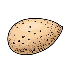 Closeup almond nut in shell. Vector engraving color vintage illustration.