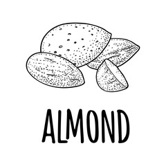 Whole and half half almonds nuts with and without shell. Vector engraving